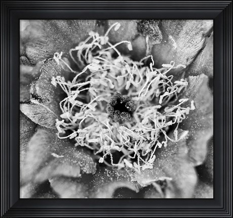 Framed Whipple&#39;s Fishhook Cactus (BW) Print