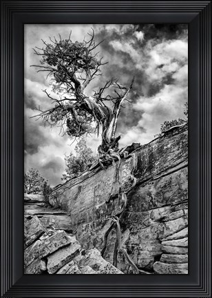 Framed Desert Juniper Tree Growing Out Of A Canyon Wall, Utah (BW) Print