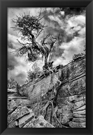 Framed Desert Juniper Tree Growing Out Of A Canyon Wall, Utah (BW) Print