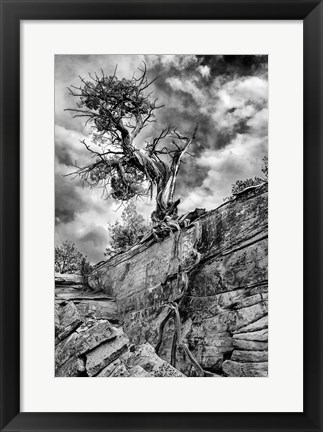 Framed Desert Juniper Tree Growing Out Of A Canyon Wall, Utah (BW) Print