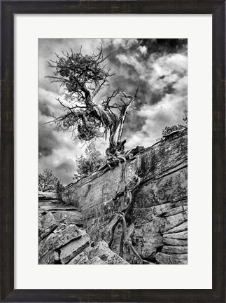 Framed Desert Juniper Tree Growing Out Of A Canyon Wall, Utah (BW) Print
