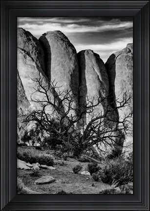 Framed Gnarled Tree Against Stone Fins, Arches National Park, Utah (BW) Print