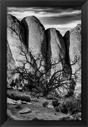 Framed Gnarled Tree Against Stone Fins, Arches National Park, Utah (BW) Print