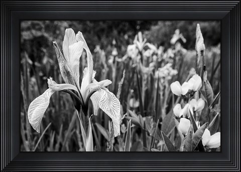 Framed Wild Iris Field In The Manti-La Sal National Forest, Utah (BW) Print