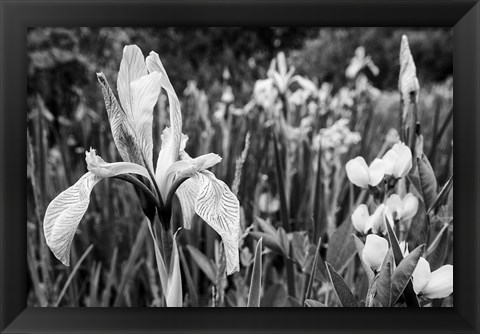 Framed Wild Iris Field In The Manti-La Sal National Forest, Utah (BW) Print