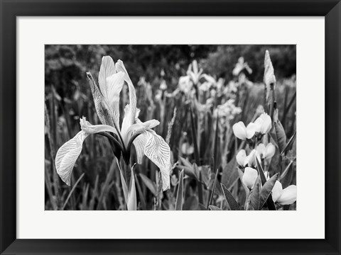 Framed Wild Iris Field In The Manti-La Sal National Forest, Utah (BW) Print