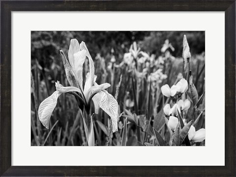 Framed Wild Iris Field In The Manti-La Sal National Forest, Utah (BW) Print