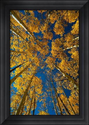 Framed Autumn Aspenat  Big Cottonwood Canyon, Utah Print