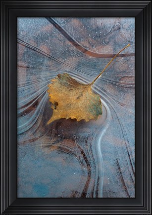 Framed Leaf With Frozen Ice Pattern Print