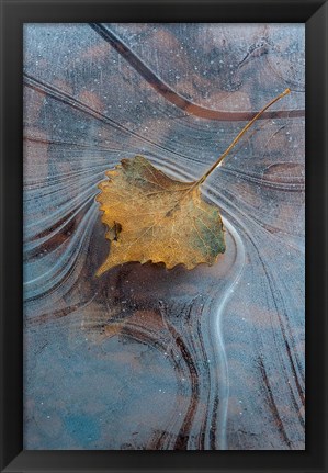 Framed Leaf With Frozen Ice Pattern Print