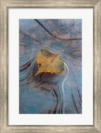 Framed Leaf With Frozen Ice Pattern Print