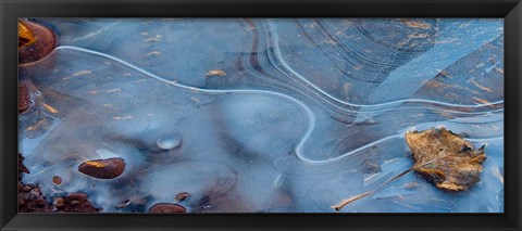 Framed Frozen Leaf Surrounded By Ice Print