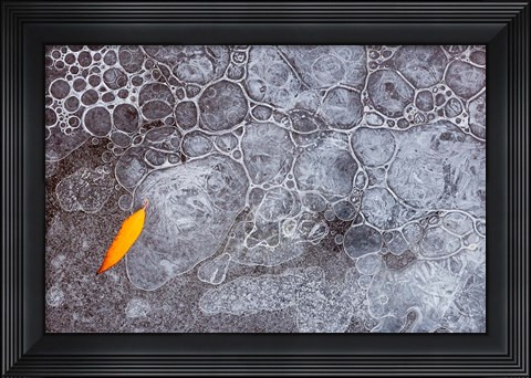 Framed Leaf With Frozen Ice Bubbles, Mill Creek, Utah Print