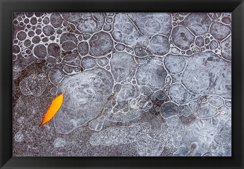 Framed Leaf With Frozen Ice Bubbles, Mill Creek, Utah Print