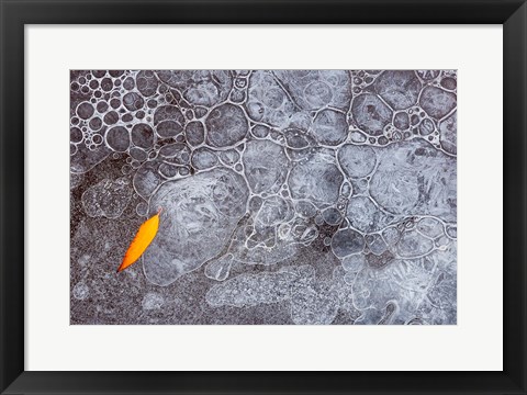 Framed Leaf With Frozen Ice Bubbles, Mill Creek, Utah Print