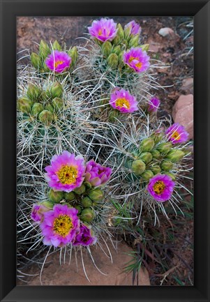 Framed Whipple&#39;s Fishhook Cactus Blooming And With Buds Print