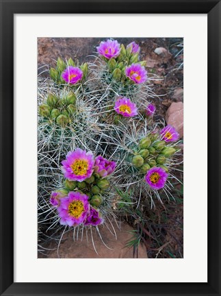 Framed Whipple&#39;s Fishhook Cactus Blooming And With Buds Print