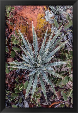 Framed Yucca Plant, Utah Print