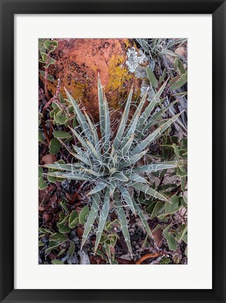 Framed Yucca Plant, Utah Print