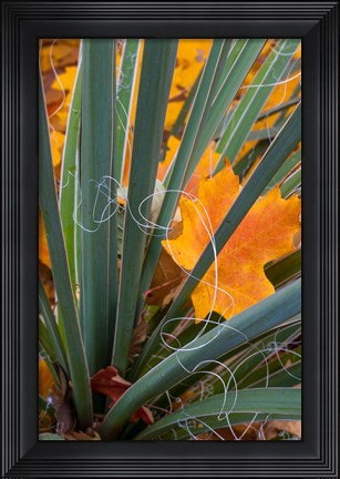 Framed Detail Of Yucca And Yellow Maple Leaves Print