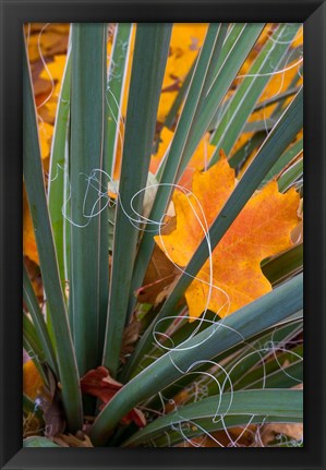 Framed Detail Of Yucca And Yellow Maple Leaves Print