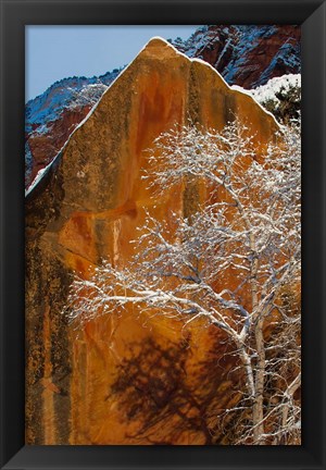 Framed Snow Covered Tree In Front Of Red Rock Boulder, Utah Print