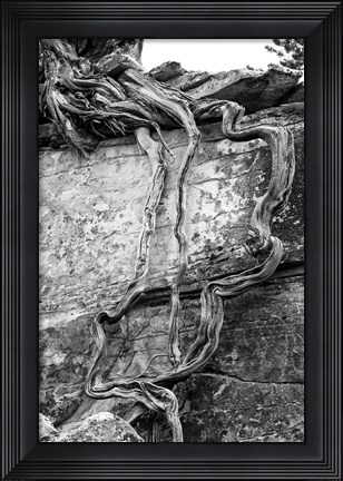 Framed Desert Juniper Tree Growing Out Of A Canyon Wall (BW) Print