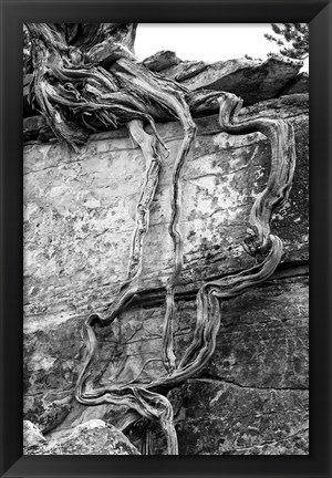 Framed Desert Juniper Tree Growing Out Of A Canyon Wall (BW) Print