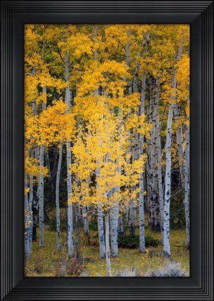 Framed Yellow Aspens In The Flaming Gorge National Recreation Area, Utah Print