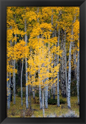 Framed Yellow Aspens In The Flaming Gorge National Recreation Area, Utah Print
