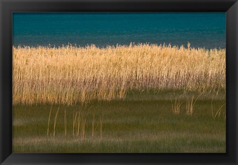 Framed Grasses Blowing In The Breeze Along The Shore Of Bear Lake, Utah Print