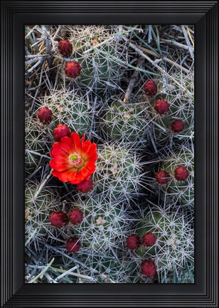 Framed Claret Cup Cactus With Buds Print