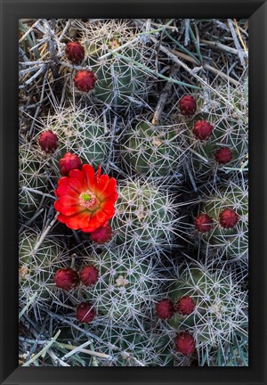 Framed Claret Cup Cactus With Buds Print