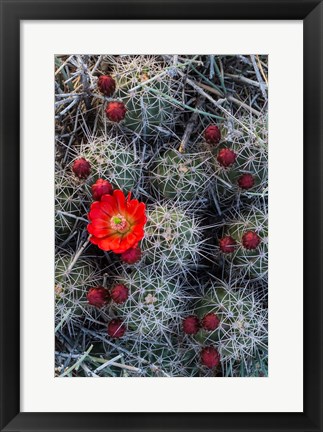 Framed Claret Cup Cactus With Buds Print