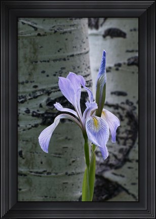 Framed Wild Iris With Bud In Early Spring Print