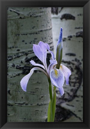 Framed Wild Iris With Bud In Early Spring Print