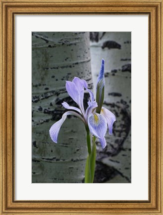 Framed Wild Iris With Bud In Early Spring Print