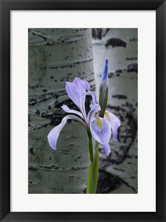Framed Wild Iris With Bud In Early Spring Print