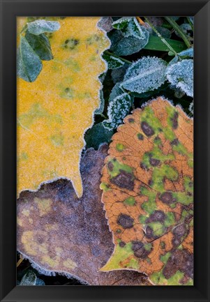 Framed Frost Covered Aspen Leaves And Clover Print