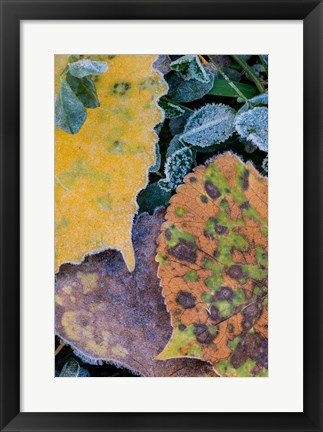 Framed Frost Covered Aspen Leaves And Clover Print