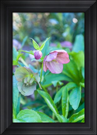 Framed Virginia, Williamsburg, Hellebore Print