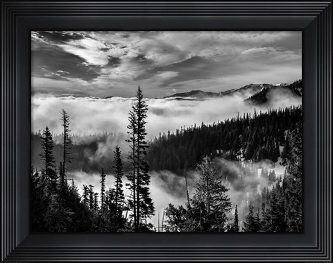 Framed Olympic National Park, Washington (BW) Print