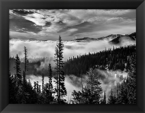 Framed Olympic National Park, Washington (BW) Print