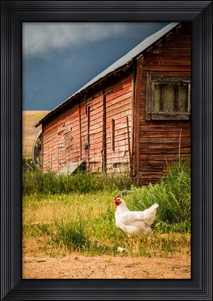Framed Chicken Near A Coop Print