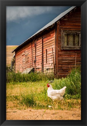 Framed Chicken Near A Coop Print