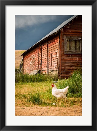 Framed Chicken Near A Coop Print