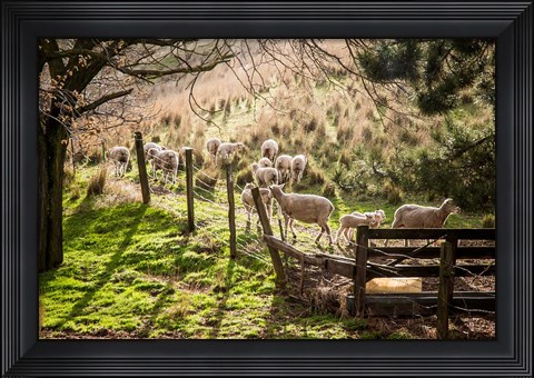 Framed Sheep And Spring Lambs Print