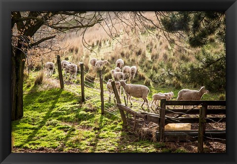 Framed Sheep And Spring Lambs Print