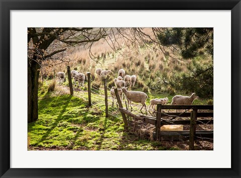 Framed Sheep And Spring Lambs Print