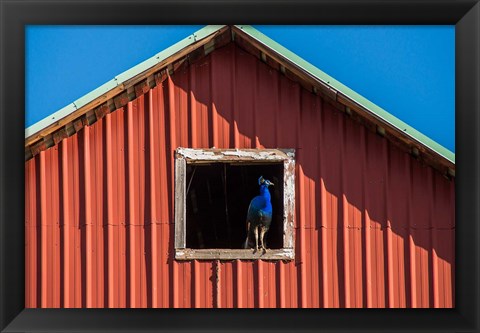 Framed Peacock In A Barn Window Print